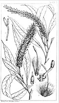 1. Portion of spike with unexpanded flowers 2. Petal and stamen 3. Pistil and squamae 4. Ovary laid open to show the solitary ovule 5. Nut with persistent style