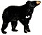 American black bear