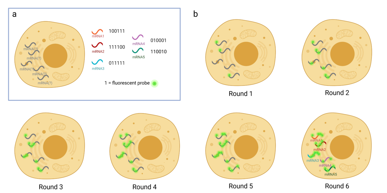 MERFISH Diagram.png
