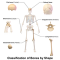 Classification of bones by shape.