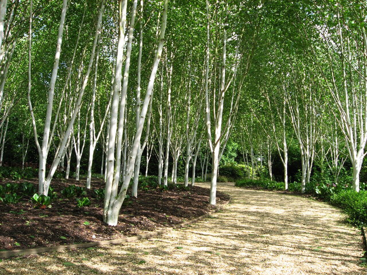 The Winter Walk at Anglesey Abbey - geograph.org.uk - 862583.jpg