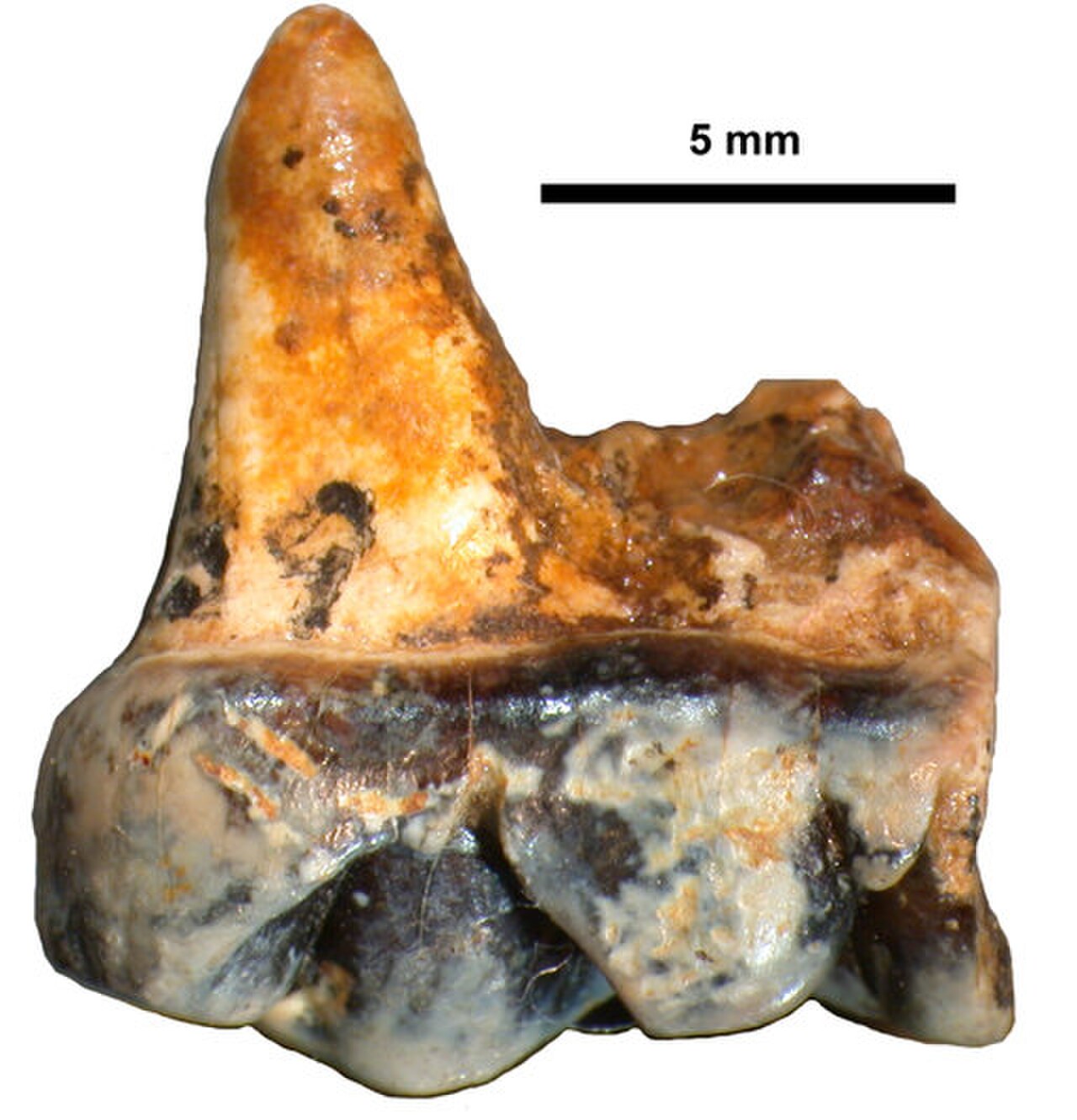 Parailurus anglicus image 1.jpg