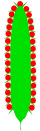 Spadix