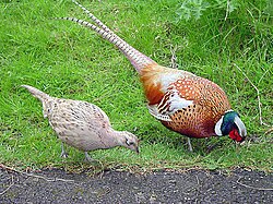 A light buff female common pheasant, beside a larger and more colorful male common pheasant