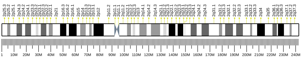 Human chromosome 2 ideogram.svg