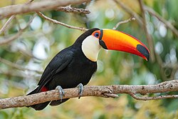 toucan with black body, white throat, blue skin surrounding brown eye, and large orange bill with black spot on the tip