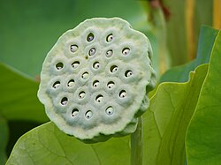 Lotus seed head