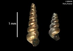 A shell specimen of one of the species within this genus. It resembles a spiral.