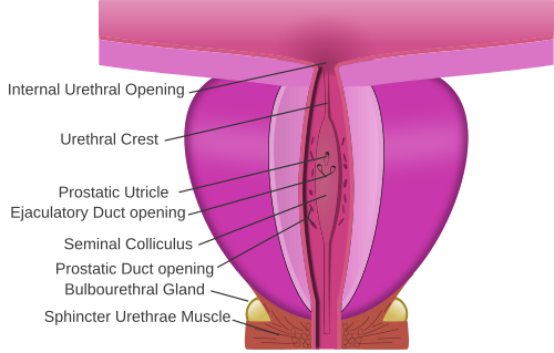 prostatic urethra