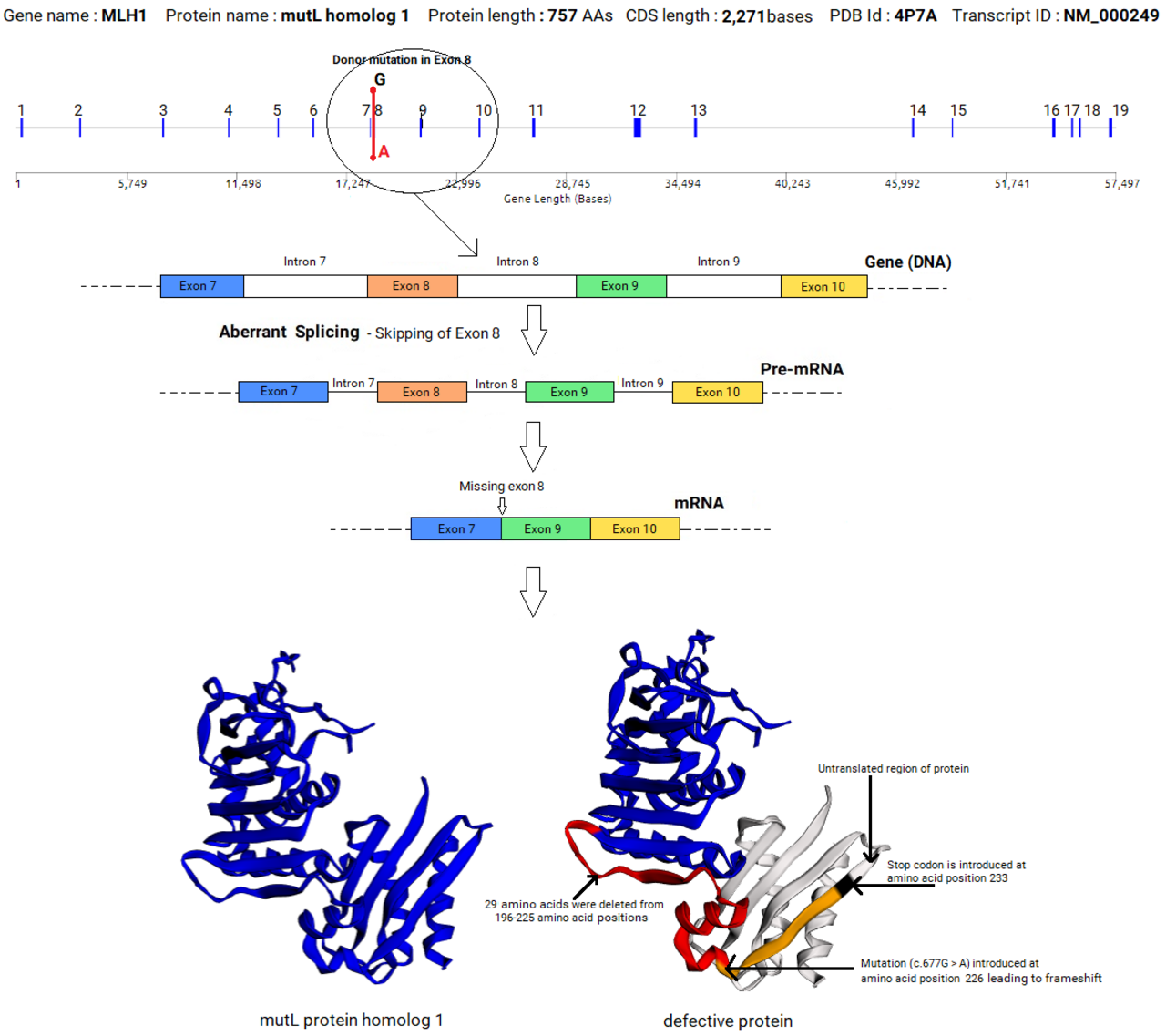 MLH1 for Wiki 12192018V7.png