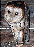 Barn owl, heavily spotted