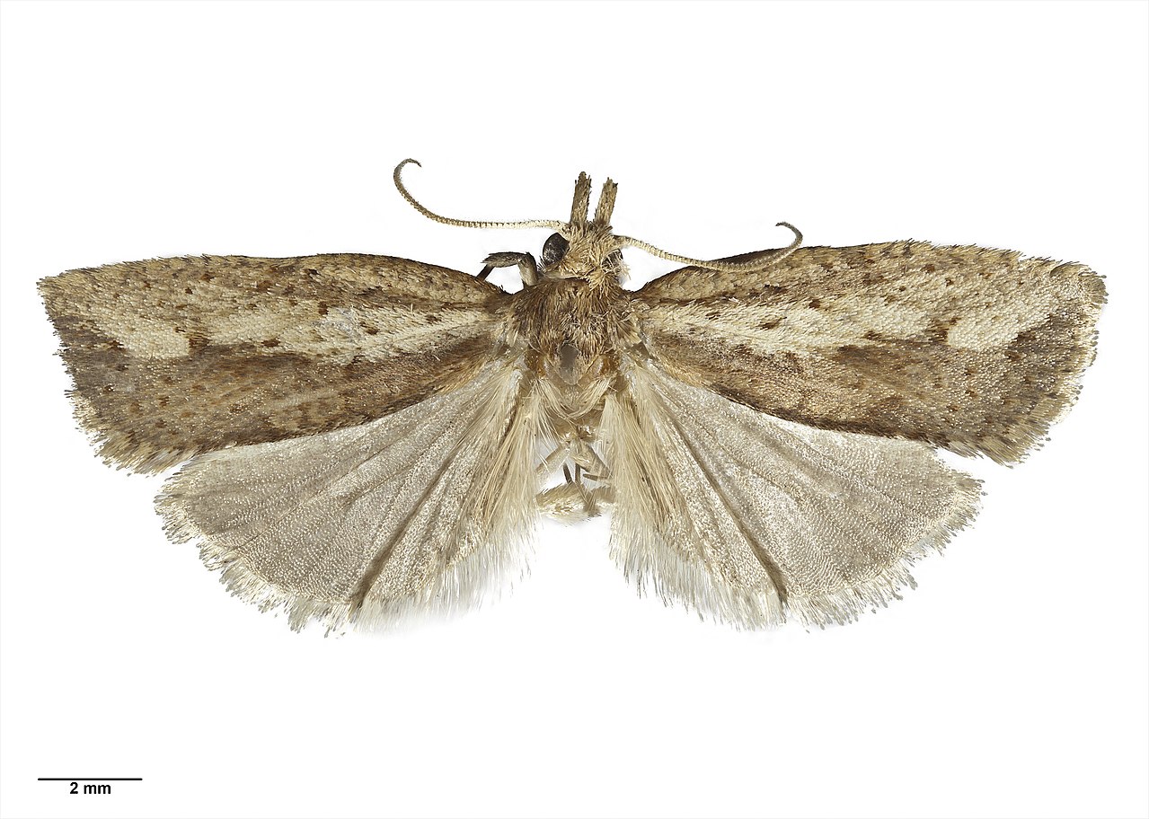 Planotortrix notophaea (Turner, 1926) (AM AMNZ21755-1).jpg