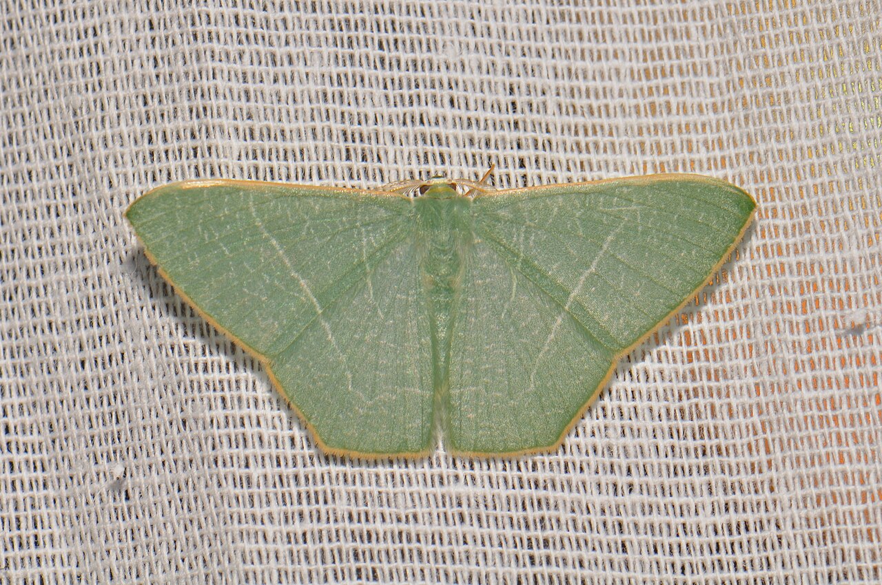 Geometrid Moth (Pelagodes sp.?) (16894443282).jpg