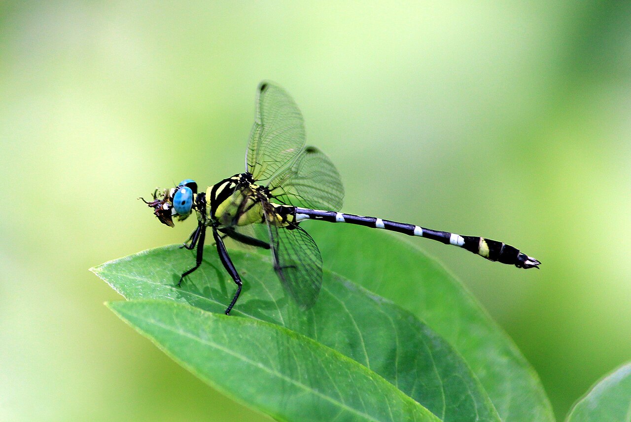 Microgomphus torquatus.jpg