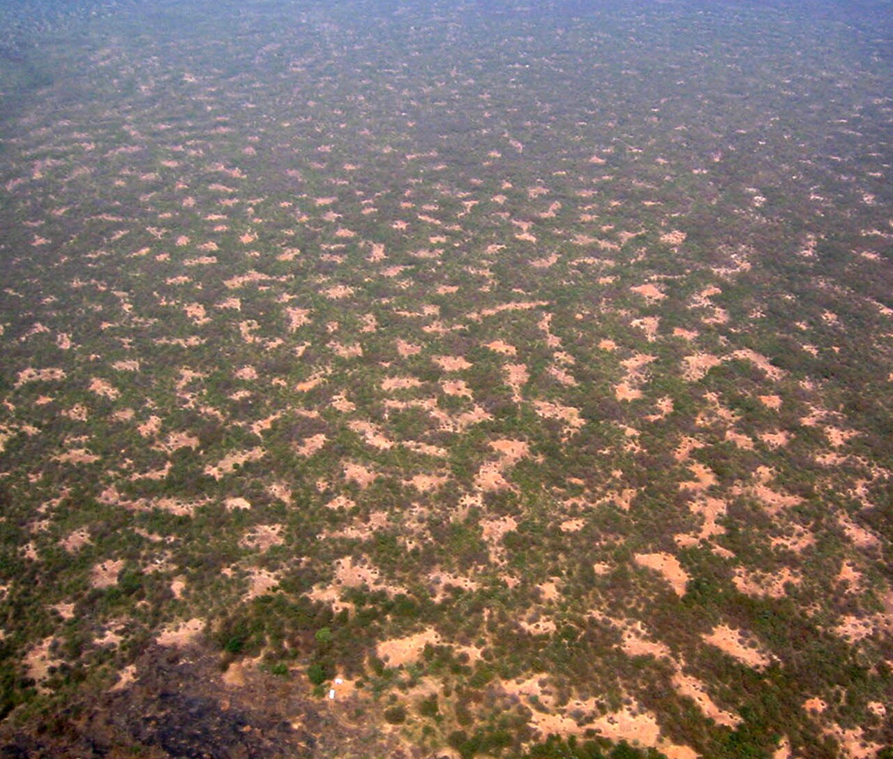 Gapped Bush Niger Nicolas Barbier.jpg