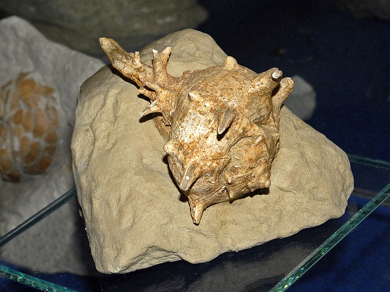 Muricidae - Bolinus brandaris torularius.JPG