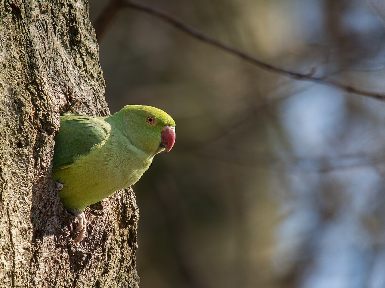 Rose-ringed Parakeet (Psittacula krameri), Parc de Woluwe, Brussels, Belgium.jpg