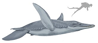 An artist's impression of a large, bluish prehistoric marine reptile on a white background, with its size compared to the silhouette of a diver
