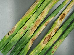 Onion leaf spot caused by Cladosporium allii-cepae