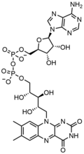 FAD, a dinucleotide enzymatic cofactor in which one of the ribose sugars adopts a linear configuration rather than a ring.