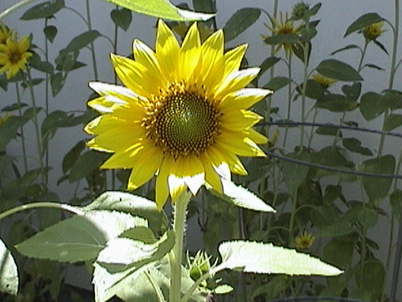 SunLou2.jpg