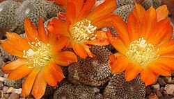 A small cactus with orange flowers