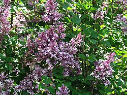 S. meyeri 'Palibin'