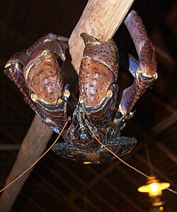Coconut crab, the largest terrestrial arthropod, weighing up to 4.1 kg (9 lb)