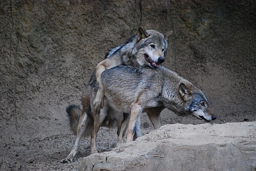 Gray wolves mating