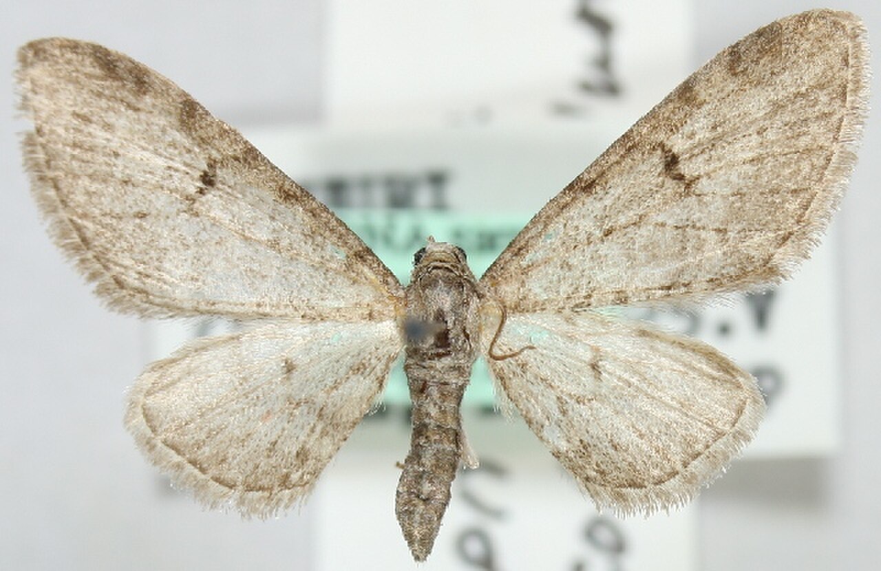 Eupithecia tricornuta.JPG