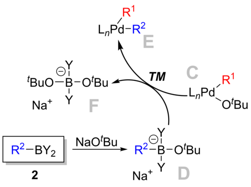 Transmetallation in Suzuki reaction.