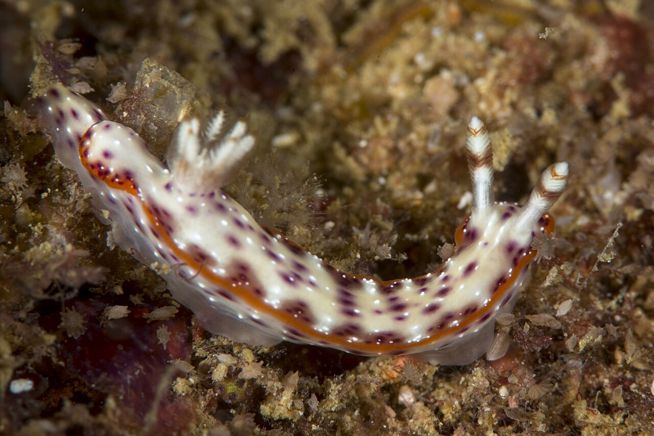 20141220-B140752 Hypselodoris juniperae.jpg