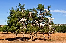 Goats grazing in an argan tree, Morocco