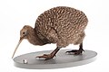 A great spotted kiwi