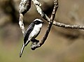 Grey Bushchat