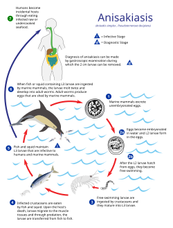 Life cycle of the parasitic Anisakis worm