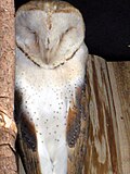 Barn owl, medium coloration