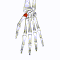 Position of trapezium (shown in red). Right hand. Animation.