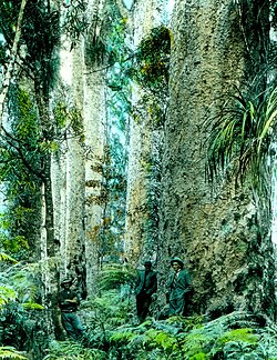 Very large trees in a jungle-like setting