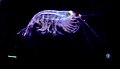 In situ image of feeding Antarctic krill. Visible is a green spit ball and a green fecal string, important components of the biological pump.