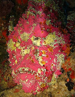 The most venomous known fish is the reef stonefish.[42][43]