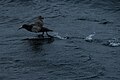 Giant petrel taking off from the water
