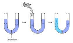 Progression: (1) a U-tube is filled with water and has a membrane ....in the middle (2) sugar is added to the left part (3) water crosses the membrane and fills the left side more than the right.
