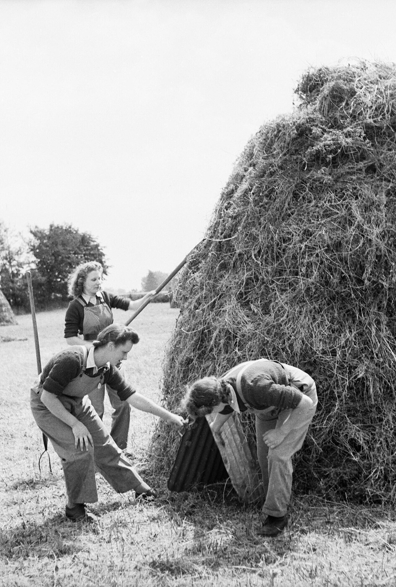Members of the Women's Land Army training at the Northampton Institute of Agriculture complete a haystack by removing pieces of corrugated iron which formed the ventilation framework for the stack, 1942. D8811.jpg