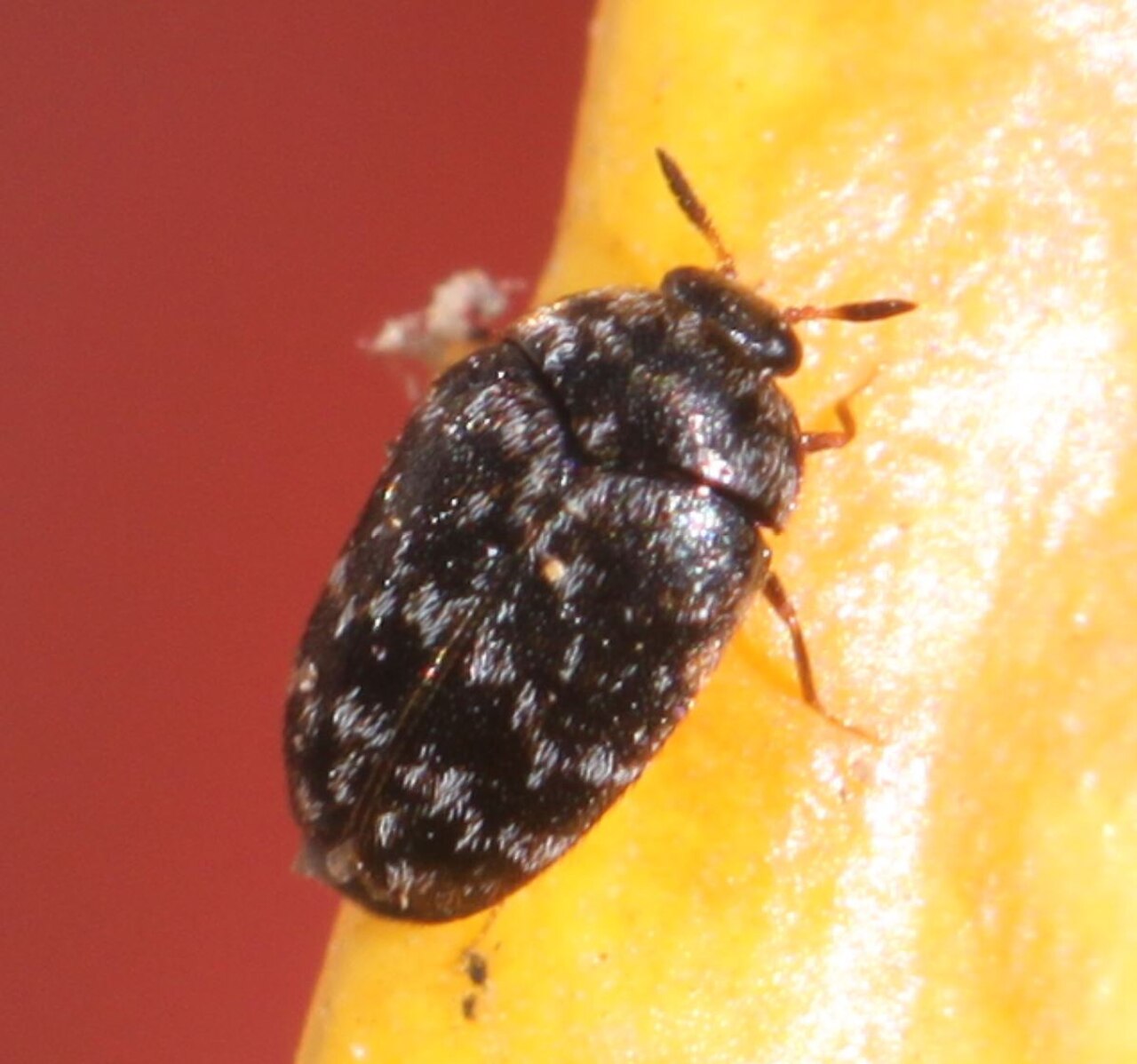 2019 06 17 Trogoderma glabrum2.jpg