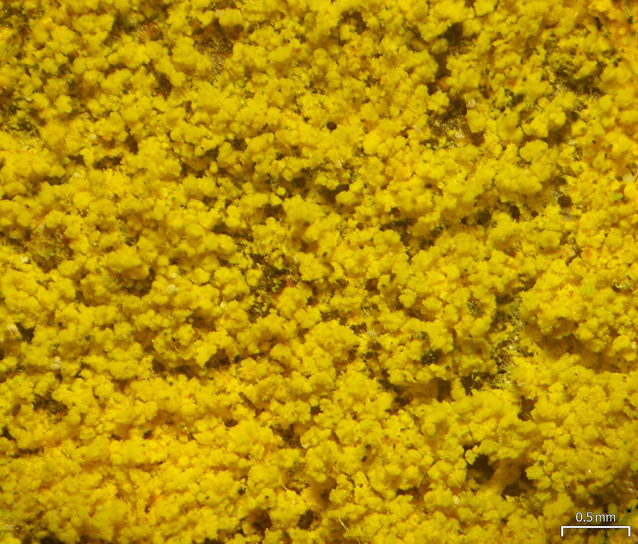 Chrysothrix onokoensis - Flickr - pellaea.jpg