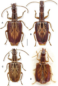 Photograph of four brown beetles from above against a white background