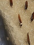 Germinating seed