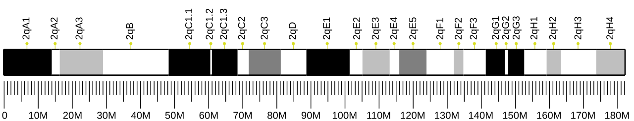 Ideogram of house mouse chromosome 2.svg