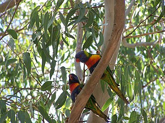 Rainbow lorikeets at Perry Lakes